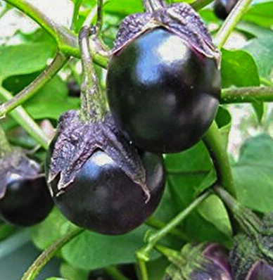 Miniature eggplant, Миниатюрный баклажан, Miniatüürne baklažaan Dewako One Bite
